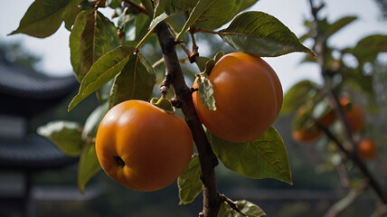  Kaki the Japanese persimmon fruit.
Popular autumn fruit.and tree ,