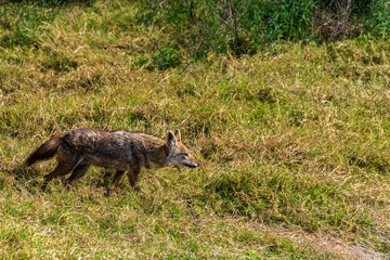 Close-up of a black backed jackal -Lupulella mesomelas- couple hunting in the ngorogoro crater, Tanzania