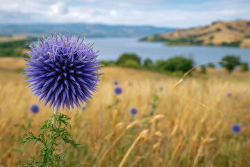 Close-up of a purple globe thistle flower blooming in a summer meadow by a lake