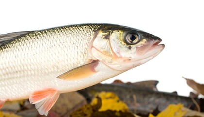 Close-up of a fish with autumn leaves