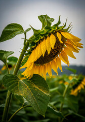 Obraz premium Drooping Sunflower After Rain