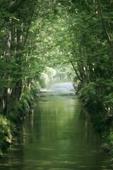 Wisteria vine blooms beautifully at Chengdu Jin Cheng College campus during early summer