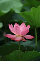 Obraz premium Artistic young woman captures blooming lotus flower with camera during peak season for lotus photography