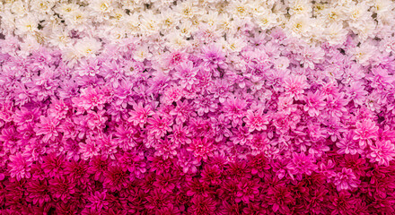 Ombre Gradient Chrysanthemum Wall in Pink to Purple to White