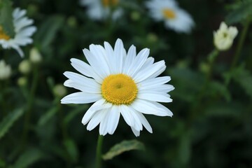 Fototapeta premium Artistic young woman enjoys nature among daisies in Yantai Mountain and Taiping Angle Park on a sunny day