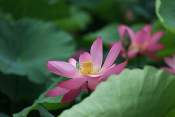 Fototapeta premium Artistic young woman admires lotus flowers while capturing beauty with a camera lens in a serene garden setting
