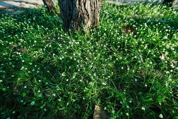 Close-up of small white flowers and grass near a tree trunk