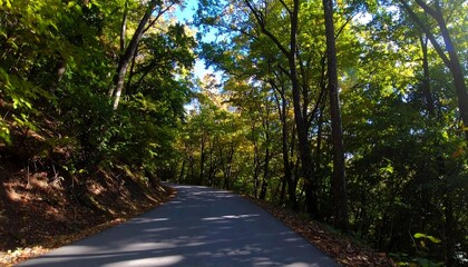 Fototapeta premium Forest road winding through trees