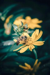 Serene aerial view of a tranquil forest landscape in China with rich green tones and captivating natural depth