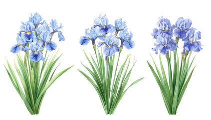 Fototapeta premium Floral arrangement of irises in a botanical illustration with an isolated transparent background