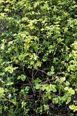 The beauty and uniqueness of the ornamental plant miana rainbow, coleus or plectranthus scutellarioides with a combination of red, yellow and green on its leaves