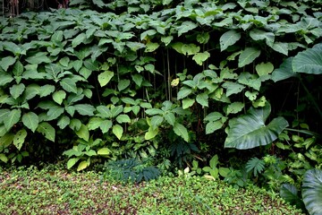 The teak tree seedlings or tectona grandis with broad green leaves that grow well in the nursery with green grass growing abundantly around them