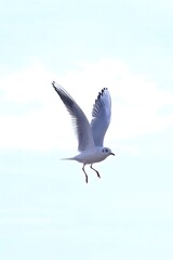 Fototapeta premium Enchanting seagull flight over Zhanqiao Pier in Qingdao, China showcases coastal beauty and ocean views