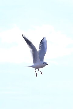 Enchanting seagull flight over Zhanqiao Pier in Qingdao, China showcases coastal beauty and ocean views