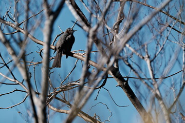 Brown-eared Bulbul Perched on Leafless Trees, Yokohama, Kanagawa, Japan