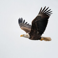 Fototapeta premium A powerful American bald eagle soars through the blue sky with its wings spread wide