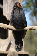Black-and-white-casqued Hornbill Perched on Tree © Cheng
