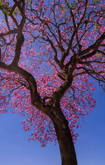 Tabebuia Rosea - Pink trumpet tree in Goiania