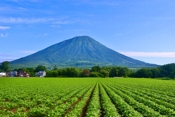 大豆畑と羊蹄山（北海道・真狩村） © tk2001