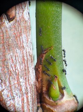 keberadaan kutu daun (Aphidoidea) dan semut pada tanaman. 