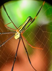 laba-laba jaring bola emas, kemungkinan besar spesies Nephila pilipes. 
