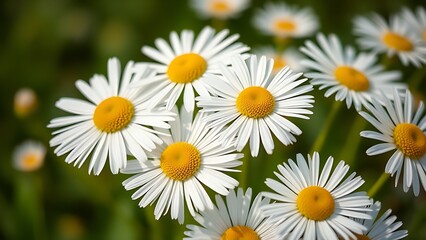 Fototapeta premium Close-up of fresh daisies with a soft green backdrop, natural light enhancing their delicate beauty.