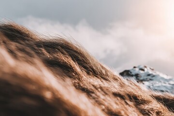 Windswept mountain grass, close-up