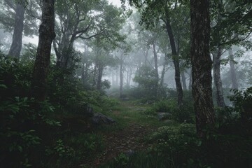 Misty forest path, dense trees