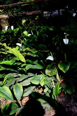 The beauty of the peace lily plant, the lily or spathiphyllum blandum growing luxuriantly and blooming in a garden