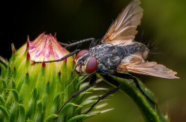 Macrophotography of a common fly on a thistle bud in nature.