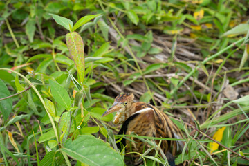 Injured wild bird lying in roadside grass after car accident with broken leg, unable to walk or fly, symbolizing vulnerability and the urgent need for wildlife rescue and conservation.