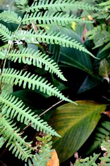 The fern plants, leptosporangiate, polypodiopsida or polypodiophyta with uniquely shaped green leaves that grow abundantly in groups