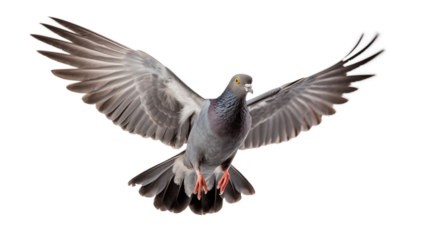 Pigeon in Flight: A Close-Up View of a Bird Taking Flight on transparent background png