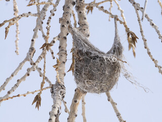 Bullock's Oriole's Nest Hanging in a Bare Cottonwood Tree in the Winter