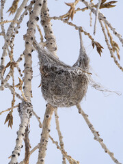 Close Up of a Bullock's Oriole's Nest Hanging in a Bare Cottonwood Tree in the Winter