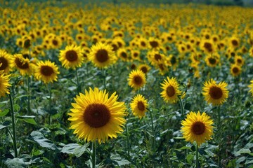 Obraz premium A field of sunflowers on a sunny day
