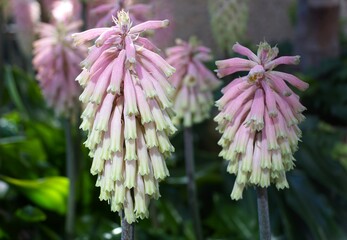 Delicate, tiered flowers of pale pink and lime green color of Veltheimia bracteata