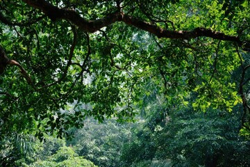 Lush green canopy of trees