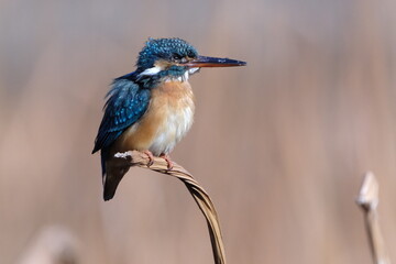 Common Kingfisher Resting on Dried Lotus Leaf, Tokyo, Japan