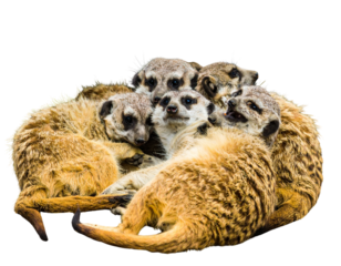  Meerkat family together in professional studio shot PNG