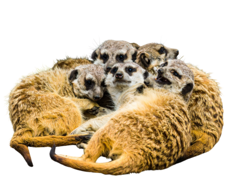  Meerkat family together in professional studio shot PNG