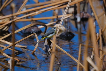 Grey Wagtail Perched Near Water Surface, Tokyo, Japan
