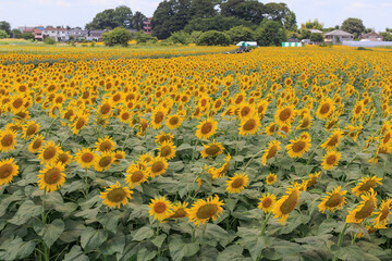 夏の日差しとひまわり畑の風景