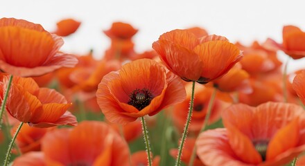 Obraz premium Vibrant orange poppies bloom brightly bathed in soft sunlight. AI Generated