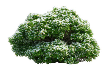 Fototapeta premium Dense shrub with abundant small white flowers