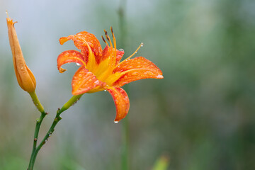 Orange Daylily with Raindrops in Korea