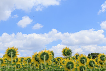 Obraz premium 夏の日差しとひまわり畑の風景