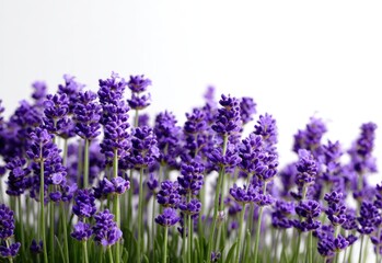 Obraz premium Close-up of lavender flowers in bloom