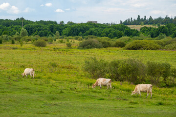 A small herd of cows walking through the green fields in summer