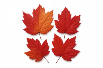 Vibrant maple leaves revealing warm autumn hues, presenting seasonal color palette against clean transparent backdrop